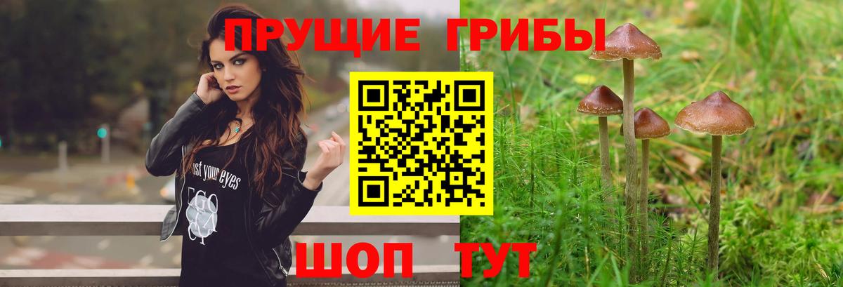 Галлюциногенные грибы Psilocybine cubensis  Вход с VPN  Чебаркуль 